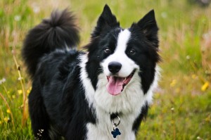 Max, the 6 year-old Border Collie