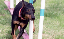 Toy-Manchester-Terrier_5246a1978abb3.png