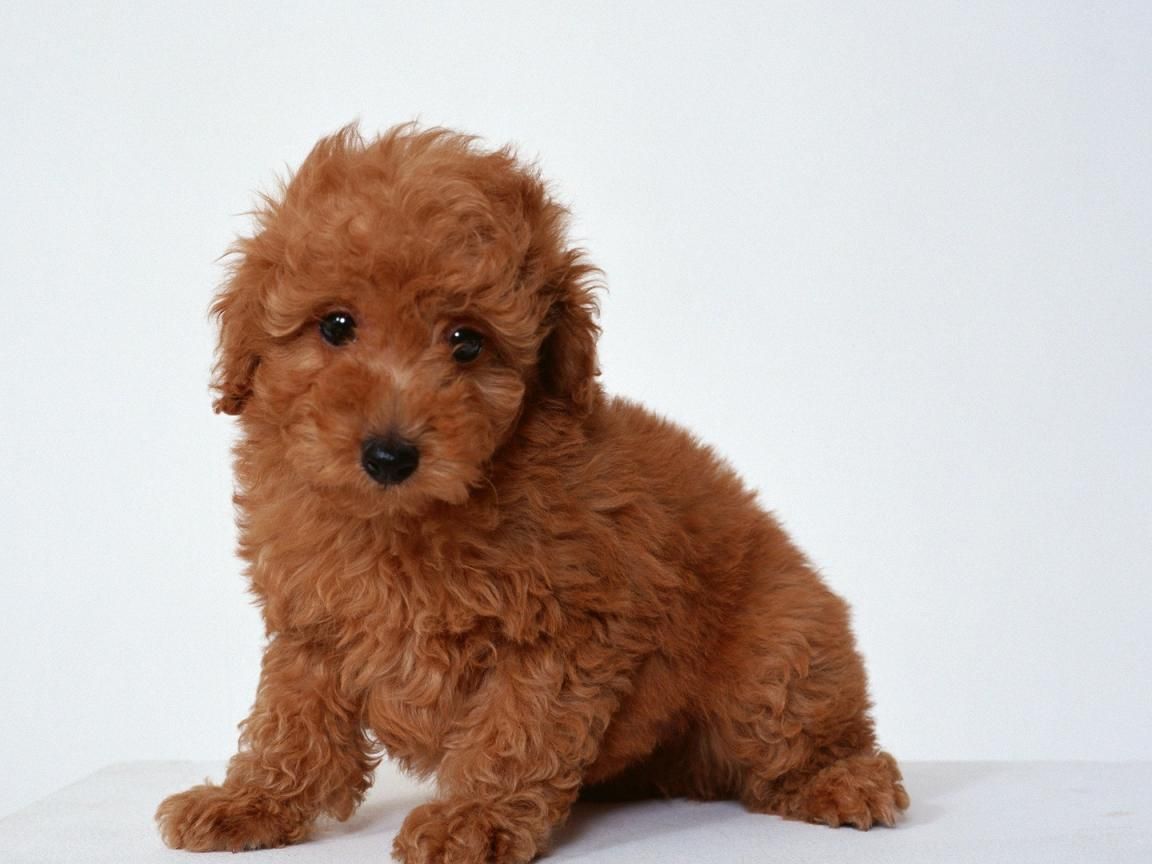 Toy Poodle — Not In The Dog HouseNot In The Dog House
