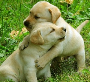 hugging-puppy-300x2751.jpg
