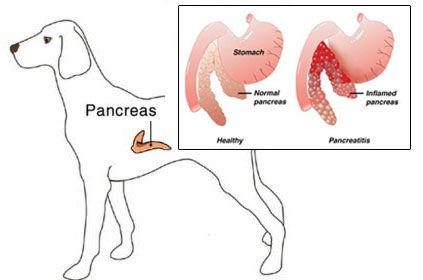 canine pancreatitis