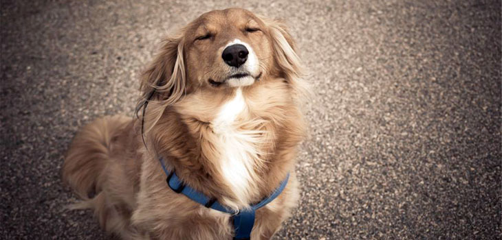 The Best Calm Dog Breeds For Laid Back Owner — Not In The Dog ...