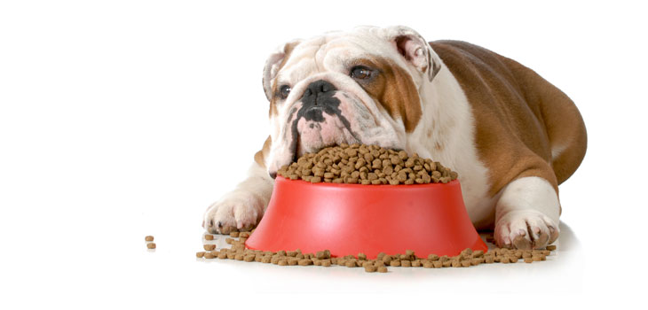 dog with bowls of kibble
